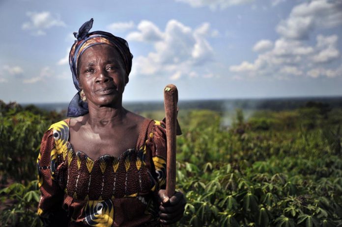 23 May 2012, Mbaiki, Central African Republic - A member of the ACDL group standing in an improved cassava field. The ACDL group of women work in post-processing of the harvested cassava into food products for sale.

FAO Project: OSRO/RAF/912/EC - Regional Cassava Initiative in support of vulnerable smallholders in eastern and central Africa. Enhanced utilization of technologies and innovations for sustainable productivity of cassava in eastern and central Africa.