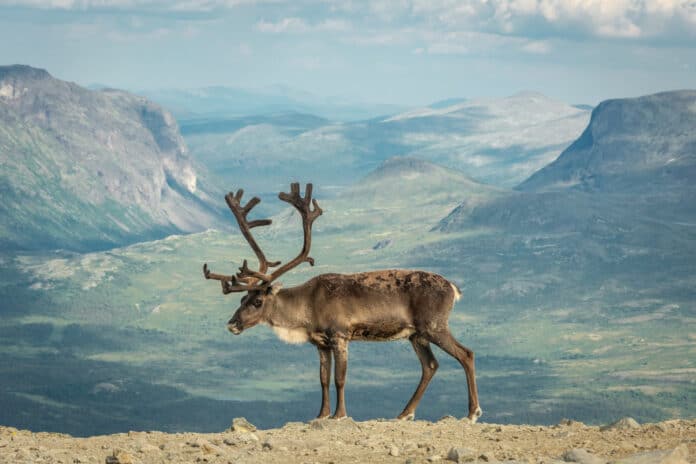 Ren i fjällen