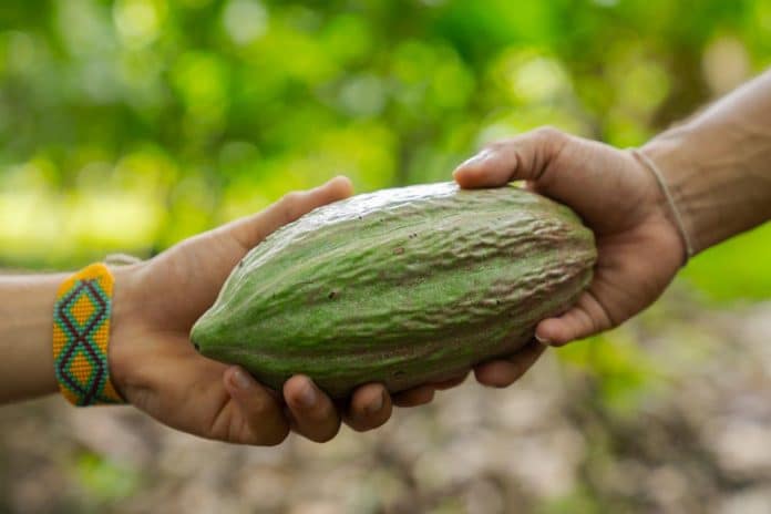 En närbild på en grön frukt som går från hand till hand